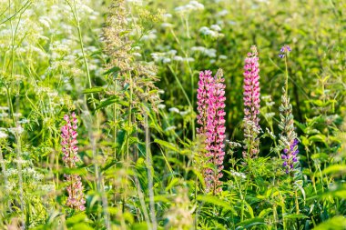 çim ve çiçek günbatımı sırasında doğal arka plan