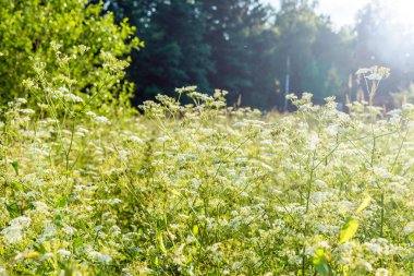çim ve çiçek günbatımı sırasında doğal arka plan