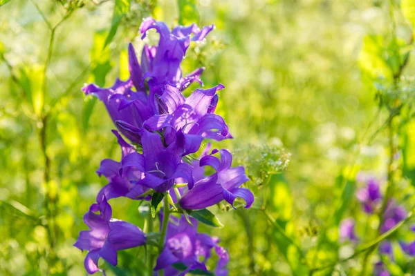 Hermoso campanario púrpura entre la hierba alta en la luz del sol — Foto de Stock