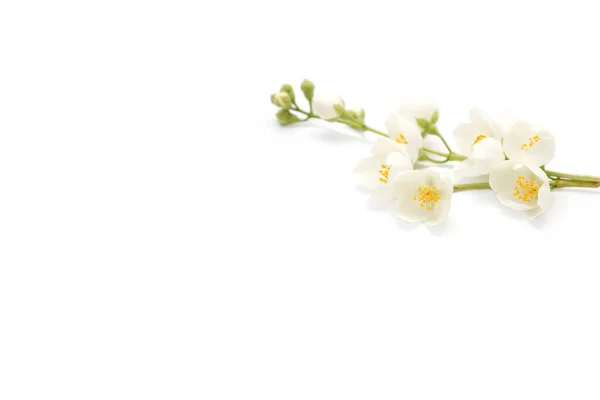 çiçek açması yasemin beyaz arka plan üzerinde izole Şubesi