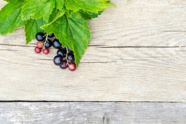 ahşap arka plan üzerinde Siyah frenk üzümü Şubesi