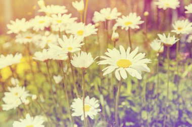 papatya çiçeği bir güneşli yaz gününde. Blooming daisies. Pastel tonda etkisi