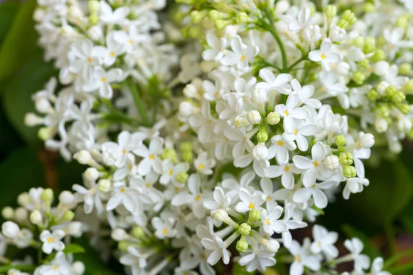 Primer plano de flores de color lila blanco — Foto de Stock