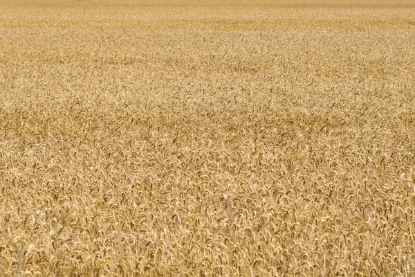 Bakgrunn for gylden hveteåker – stockfoto