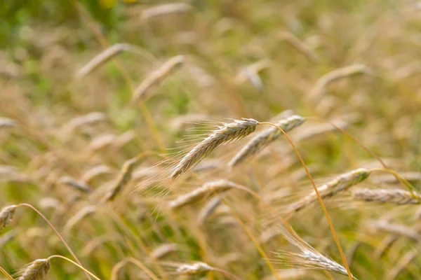 Espigas de trigo que crescem num campo de trigo — Fotografia de Stock