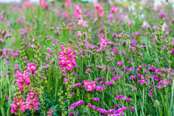 Поле цветущего розового змеиного цветка — стоковое фото