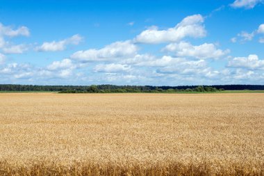 altın buğday alanı ile peyzaj