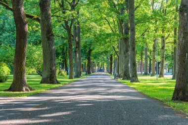güzel yaz sokakta park eski ağaçları ile