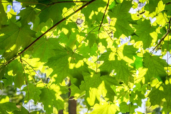 Luz del sol a través de las hojas de un árbol — Foto de Stock