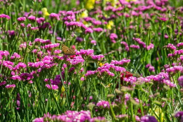 Gebied van roze bloemen met vlinder — Stockfoto