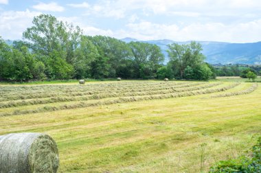 Haytime ve rulo saman alanında 