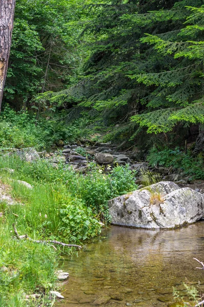 Ormanın derinliklerinde bir yaz gününde Pyrenees içinde
