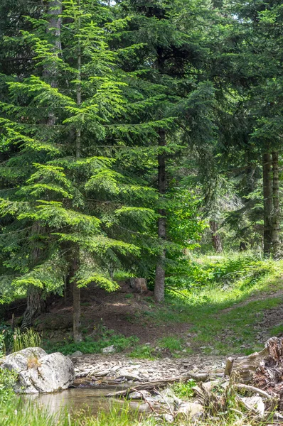 Djupt inne i skogen på en sommardag i Pyrenéerna — Stockfoto