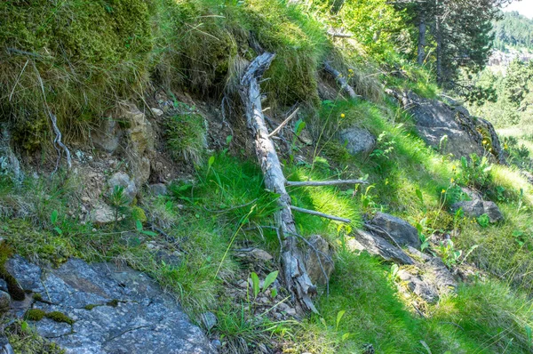 orman manzarası sabah