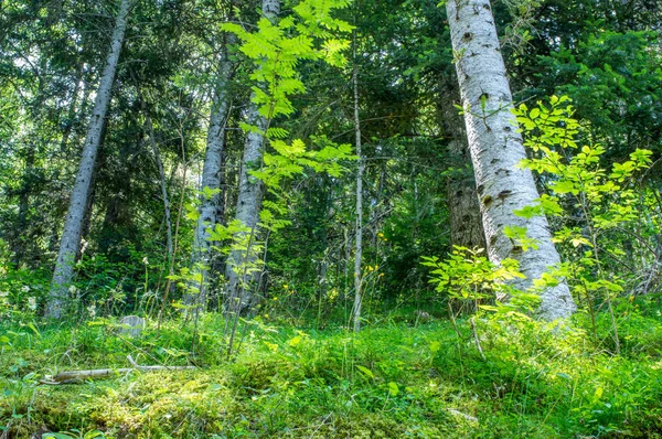 Ormanın derinliklerinde sabah