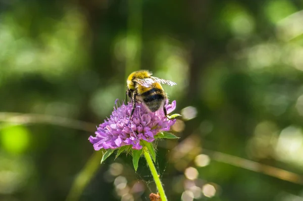 Bumblebee pembe çiçek closeup