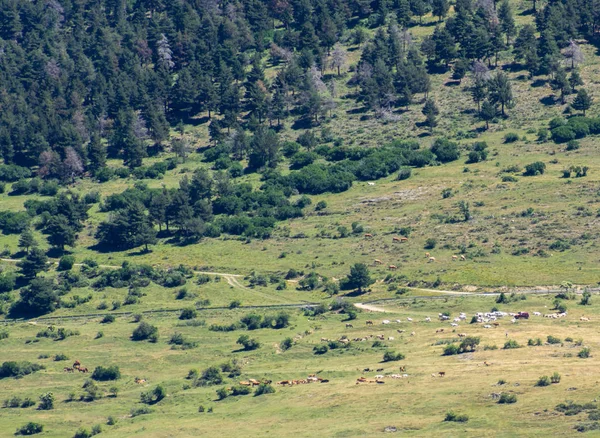 İnekler dağlarda mera üzerinde göster