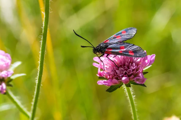 Siyah kırmızı benekli kelebek Pembe çiçek
