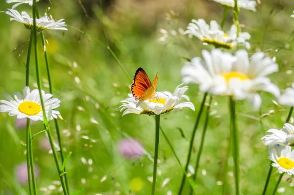 Turuncu Siyah benekli kelebek papatya Tarih