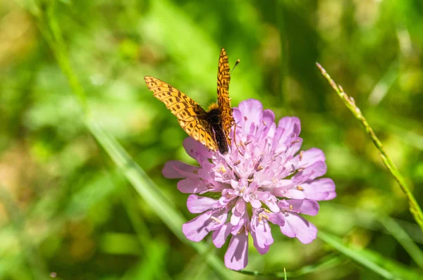Turuncu Siyah benekli kelebek Pembe çiçek