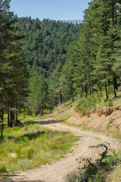 Landskap av skogen Pyrenéerna — Stockfoto