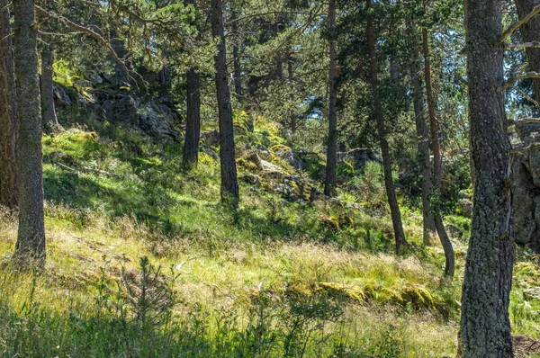 Landskap av skogen Pyrenéerna — Stockfoto