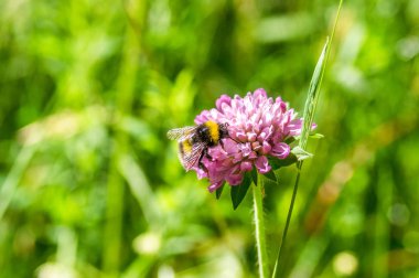 Menekşe çiçek üzerinde bumblebee closeup
