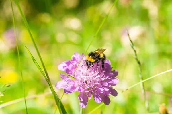 Menekşe çiçek üzerinde bumblebee closeup
