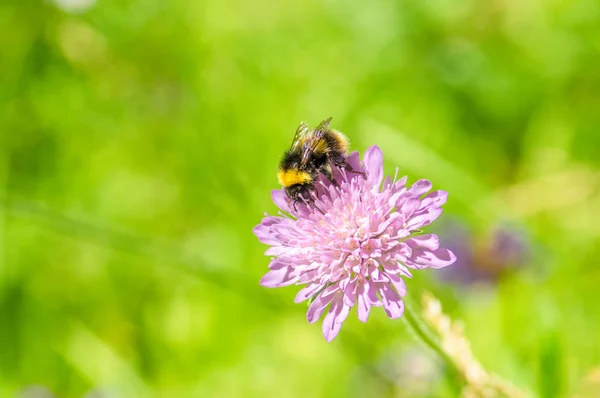 Menekşe çiçek üzerinde bumblebee closeup