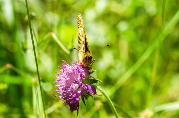Turuncu Siyah benekli kelebek Pembe çiçek 