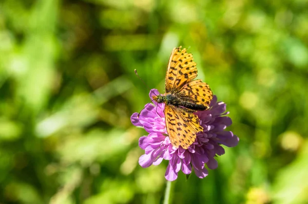 Turuncu Siyah benekli kelebek Pembe çiçek