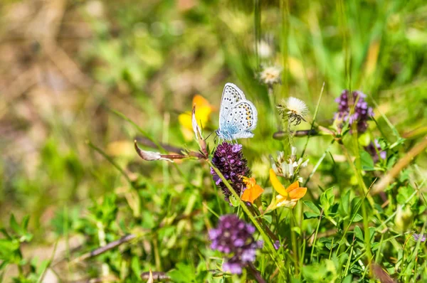 Güzel gök mavisi kelebek mor ve sarı çiçek çayır üzerinde