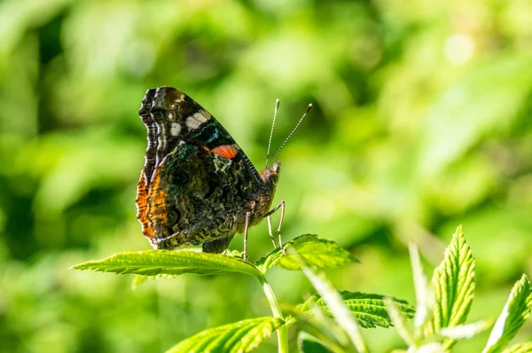 Yeşil yaprak üzerinde siyah turuncu benekli kelebek
