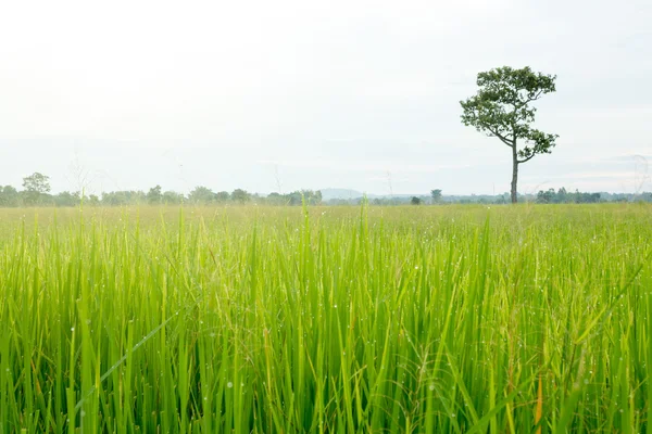 Landskap, mat, thailand — Stockfoto