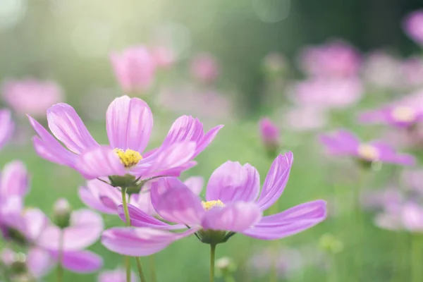 Květino, zblizka, příroda — Stock fotografie