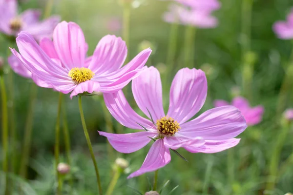 Blume, Nahaufnahme, Natur — Stockfoto