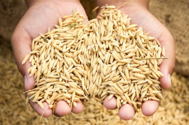 Gıda, arka plan, doğa