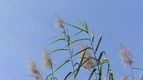 Flower,green,nature — Stock Video