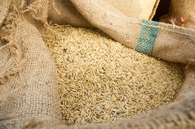 Gıda, arka plan, doğa