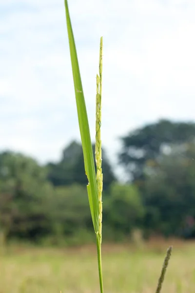 Naturaleza, granja, comida — Foto de Stock