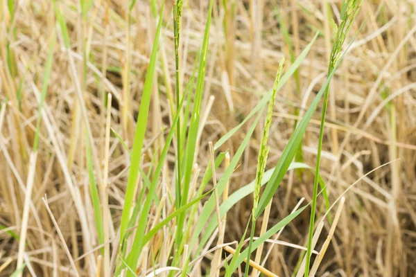 Nature, farm, food — стоковое фото