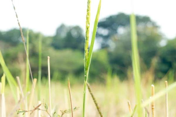 Nature, farm, food — стоковое фото