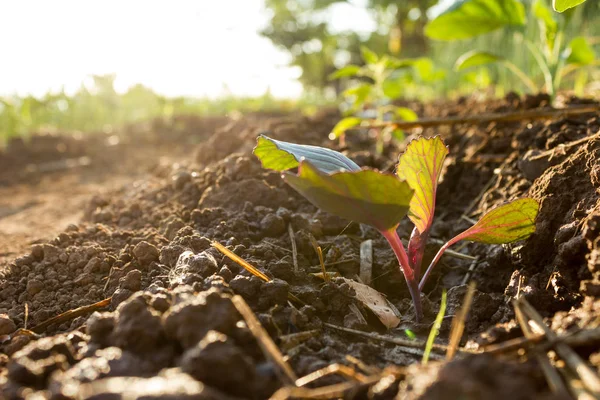 Agricultura, verde, natureza — Fotografia de Stock