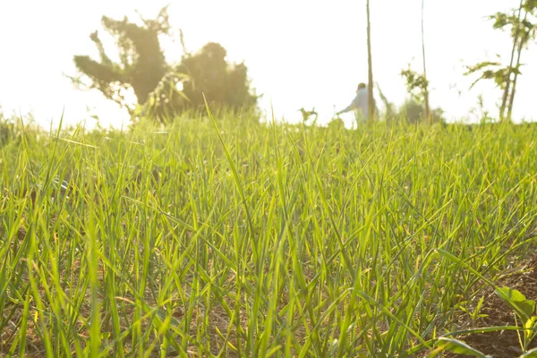 Tarım, yeşil, doğa — Stok fotoğraf