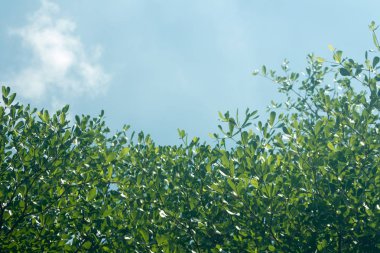 yeşil, arka plan, soyut