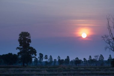 manzara, doğa, tarım