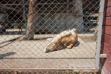 hasta, hayvan, çiftlik