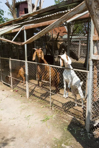 Állatfarm, beteg, — Stock Fotó