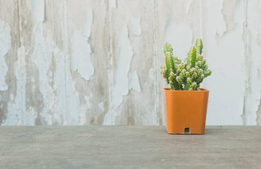 ağaç, arka plan, kaktüs