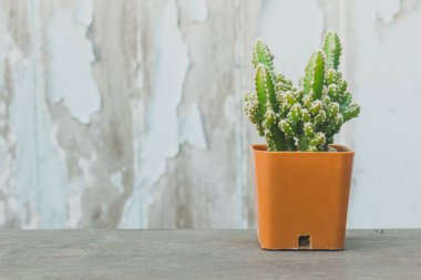 ağaç, arka plan, kaktüs